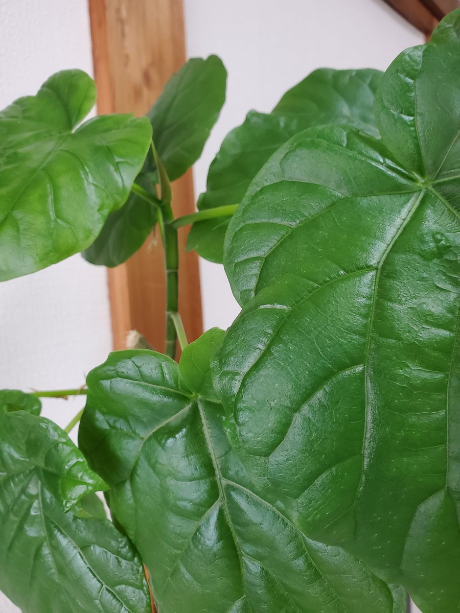 Sssize_Lab's tweet photo. 大阪市福島区☁️
遅くなってしまった💦
今日もよい１日を🍀

#おはようございます
#植物好きな人と繋がりたい
#アトリエ緑地化計画
#アトリエ
#イラストレーター
#大阪
#企業公式相互フォロー
#企業公式が毎朝地元の天気を言い合う
#企業公式が地元の天気を言い合う https://t.co/36ua6UFJVd