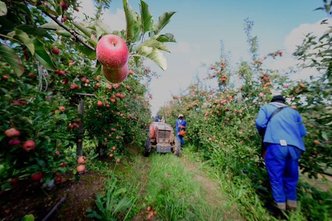AfricaFirsts's tweet photo. Did you know? South Africa 🇿🇦 account for over 70% of Africa's total apple production. https://t.co/P6Zhqs2Xu2