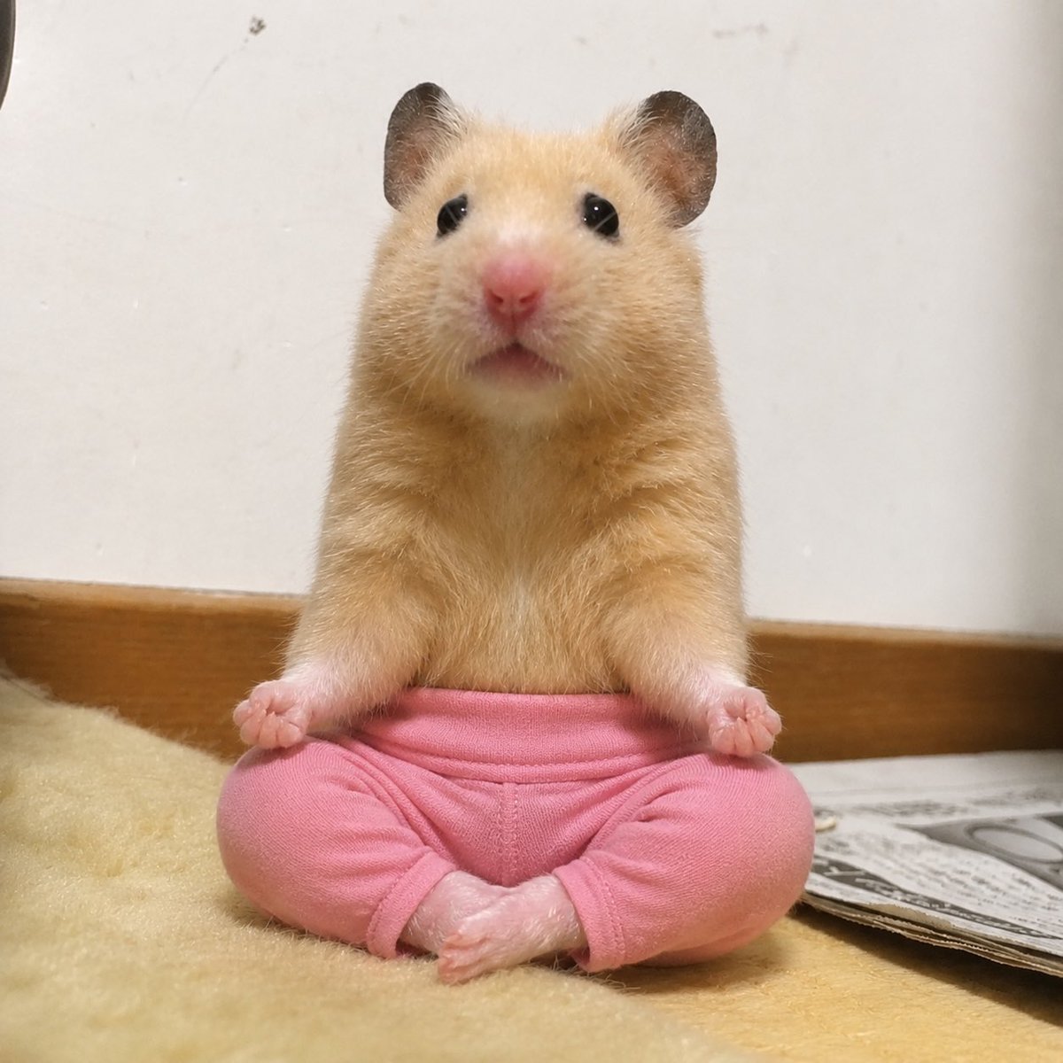 hamuta0105's tweet photo. たくさん流れてくるヨガパンツ×ペットの画像があまりにも可愛すぎるので私もやってみた

 #ハムスター
#ゆずひこ
#ヨガパンツ https://t.co/nAcYKLoMV0
