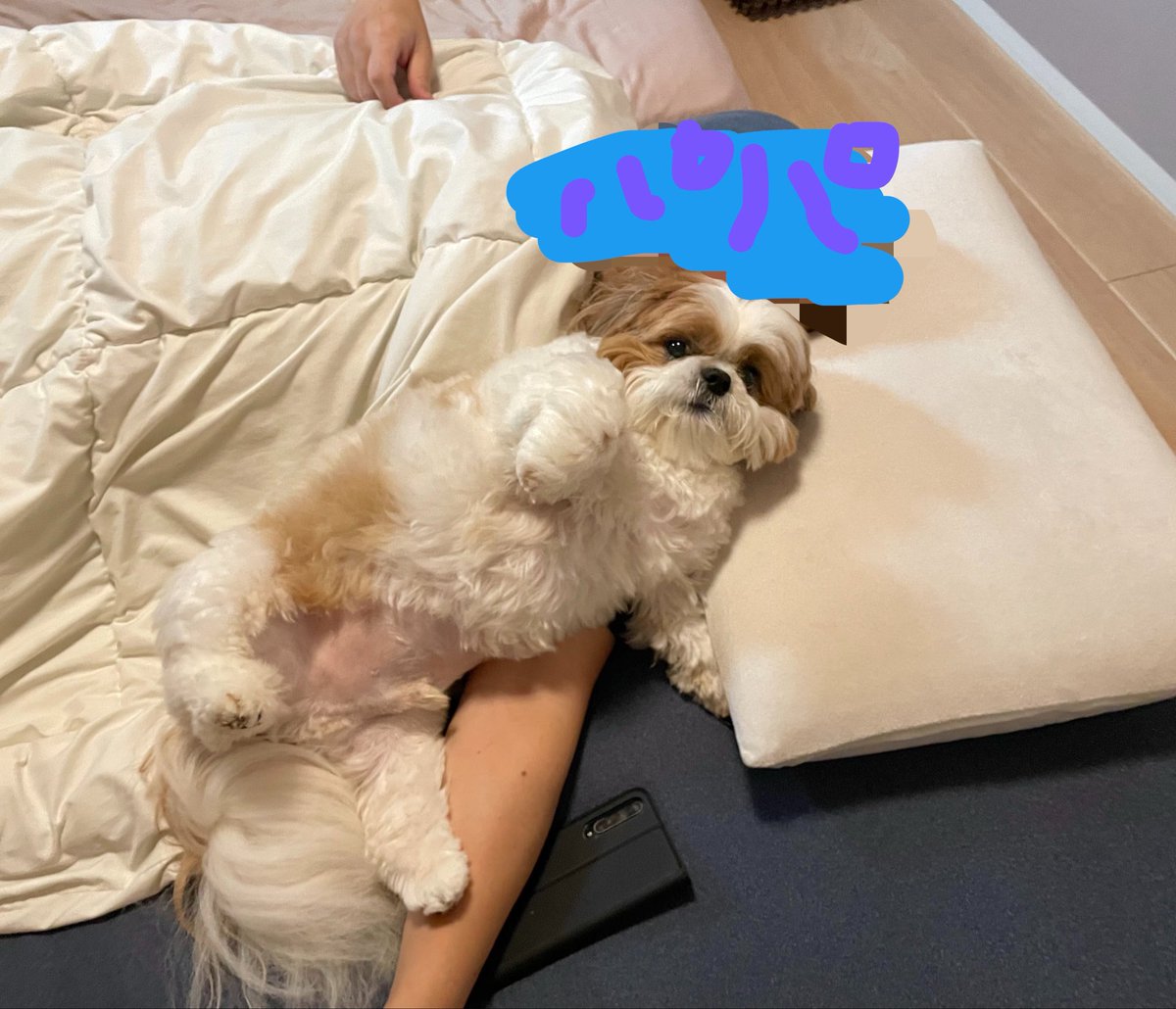 poco20220603's tweet photo. ただいまぽこちゃん

浮気現場見られたみたいなリアクションやめようね https://t.co/CN2zY8APQ4