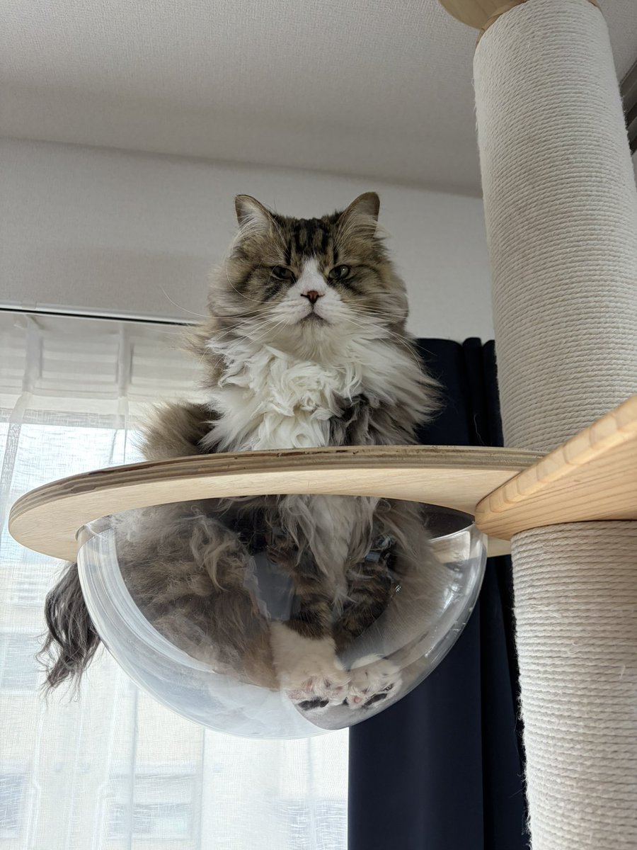 salt_append's tweet photo. 仕事の合間に飼い主がトイレに行くだけで、キャットタワーのボウルからわざわざ降りてきては「どこ行くんだ！」とトイレ前まで来て文句を言う猫(寝ていても起きてくる)

爆速でトイレから出たら撒けるのではと思い実践
案の定立ち上がる途中と思しき不機嫌そうな猫(寝起き)がそこにいました https://t.co/kEtqmzKYdB