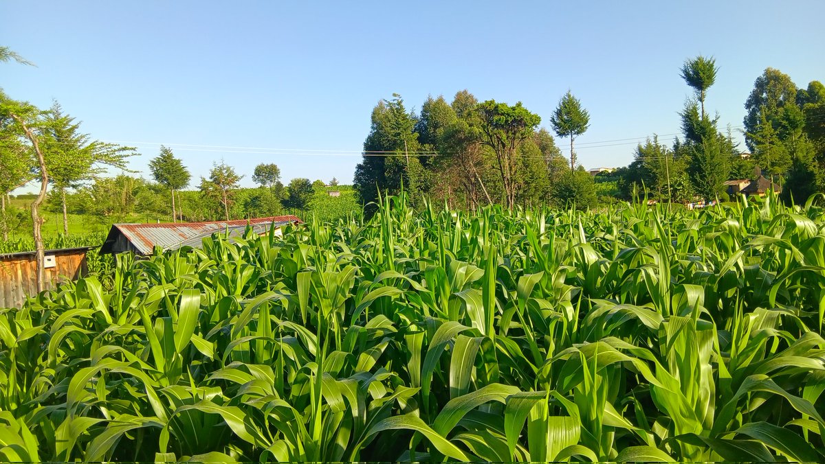 ckiprono_'s tweet photo. Farming only rescues those who practice it with consistency and patience. https://t.co/0Ta0OgaiPu