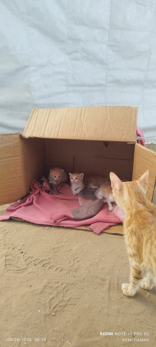 RamiHamad199's tweet photo. Good morning from our little tent in Gaza. To everyone who sees this beautiful cat and her kittens, please leave a comment 🙏♥️🇵🇸 https://t.co/7kDQ6vwUqi
