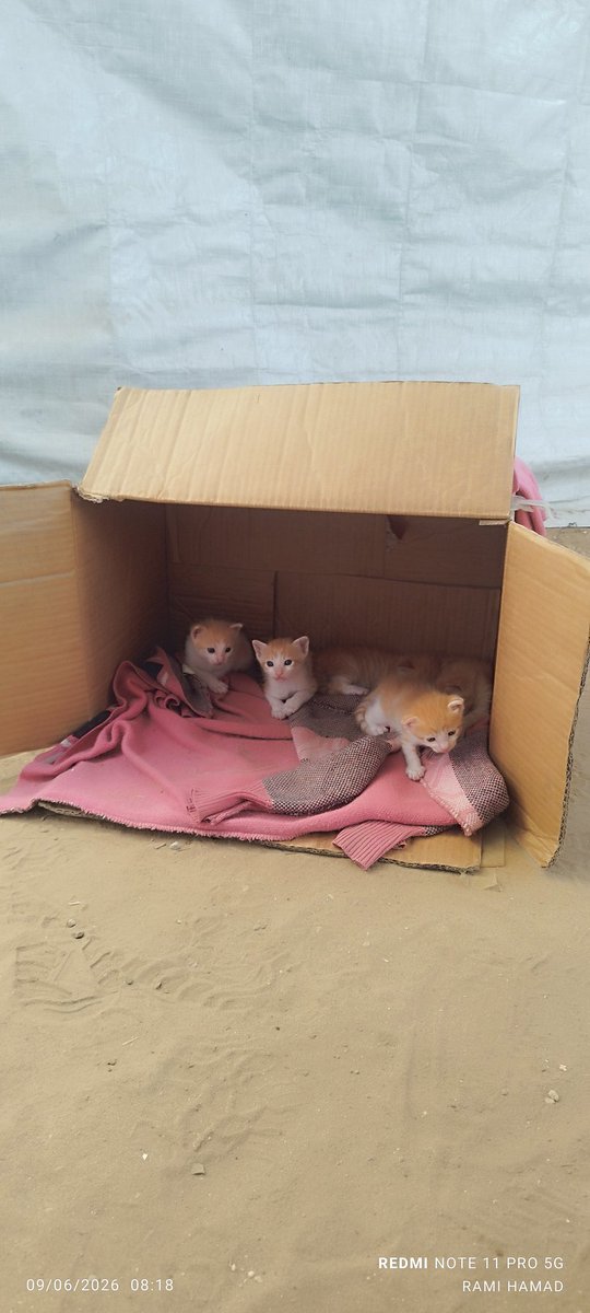 RamiHamad199's tweet photo. Good morning from our little tent in Gaza. To everyone who sees this beautiful cat and her kittens, please leave a comment 🙏♥️🇵🇸 https://t.co/7kDQ6vwUqi