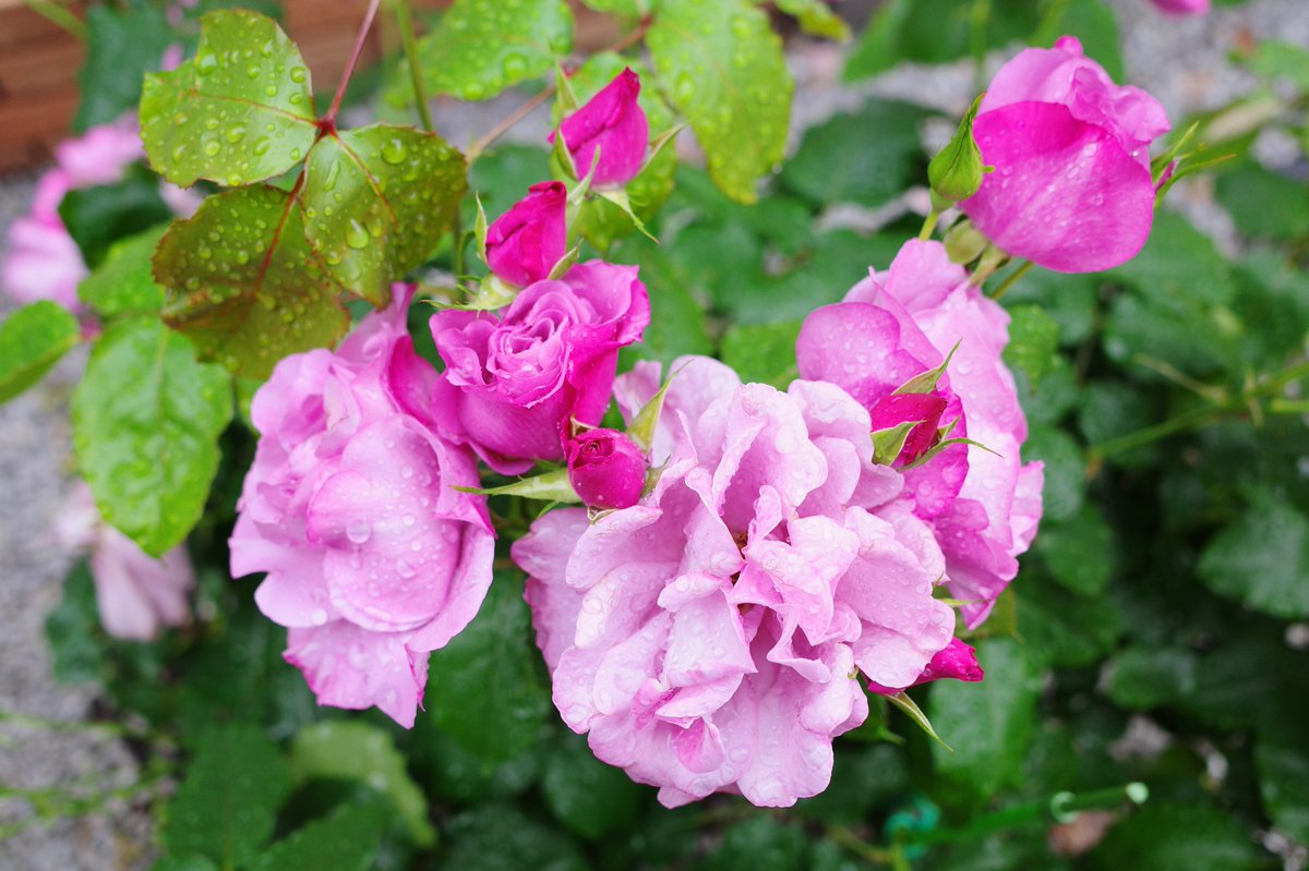 GtoratoratoraG's tweet photo. おつかれさまでした～🌂🌿🌹💜🥂

🎶→　https://t.co/0JNpPG3ZIK https://t.co/ryrwUgZJtL