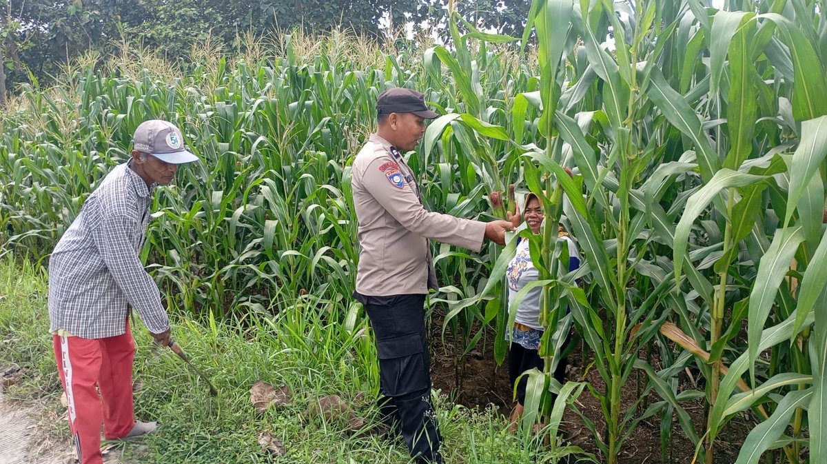 wirdarifai's tweet photo. Polsek Plupuh Turun ke Sawah, Pastikan Jagung Tumbuh Subur Demi Swasembada Pangan Nasional

#SWASEMBADAPANGAN
#KETAHANANPANGAN
#POLRIMENDUKUNGKETAHANANPANGANPOLDAJAWATENGAH
#POLRI
#POLDAJAWATENGAH
#POLRESSRAGEN
#JAWATENGAH
#SRAGEN
#PRABOWOSUBIANTO
#LISTYOSIGITPRABOWO
#DEWIANA https://t.co/CDmghvn1t4