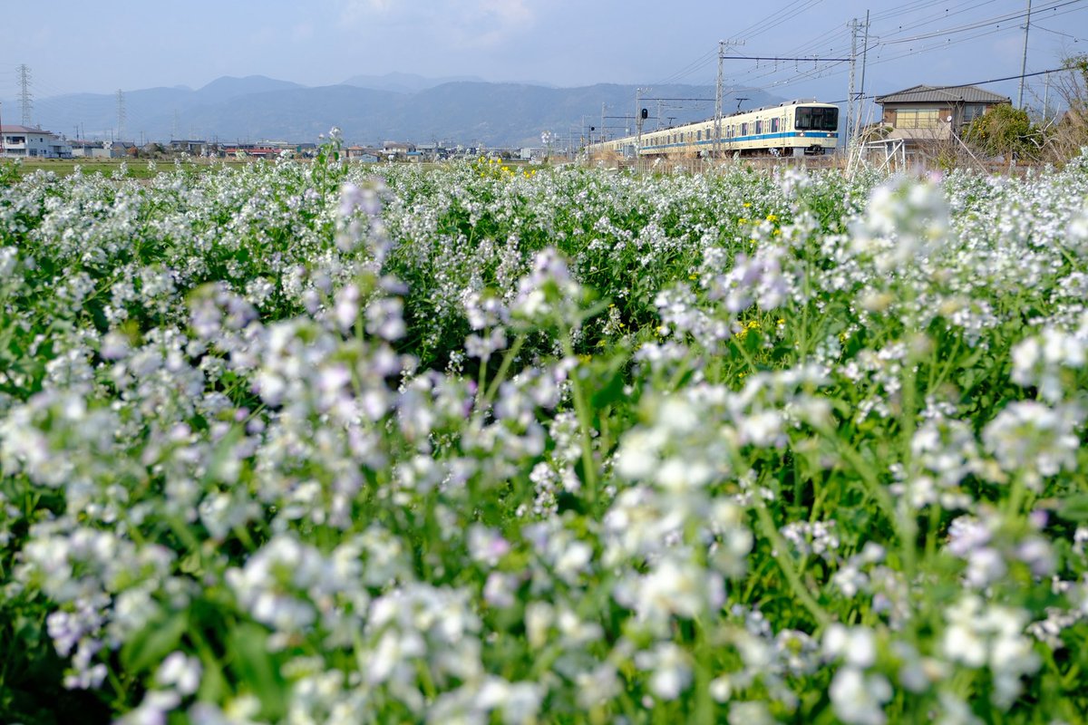 209_1000's tweet photo. ハナダイコンの花畑
#小田急 https://t.co/xn9uAkIg7g