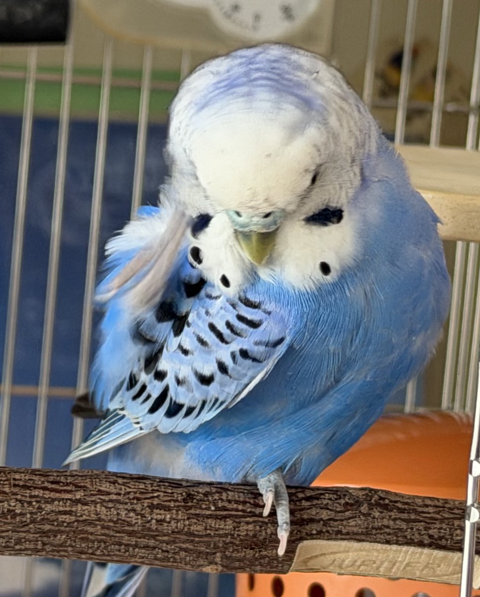 Kaedetear's tweet photo. (*'▽'*)おまたキレイキレイ✨全身もふもふで最高だね💖

🦜カシカシ…

(*'▽'*)かわいい🩷好き💖

＃セキセイインコ ＃羽繕い https://t.co/BAU1zOe1xK