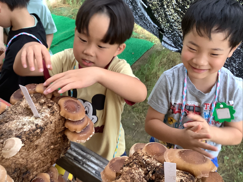 nantocity's tweet photo. 📸「出てこい椎茸ニョキッ！」
(福光どんぐり保育園)

富山県フォレストリーダーの方と椎茸栽培に挑戦🪵翌日には小さな芽が出て、その後は驚くスピードで成長！🌱
9日目にはもっこもこに育った椎茸をみんなで収穫しました🍄

園内は椎茸のいい香りと、こどもたちの笑顔でいっぱいです😆

#南砺市 #食育 https://t.co/9CQsPLbM6T