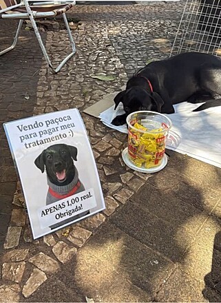 AcervoCharts's tweet photo. Cachorrinho doente precisou vender doces para sobreviver após sua tutora ficar sem dinheiro para o tratamento. https://t.co/qaYYrpXScy