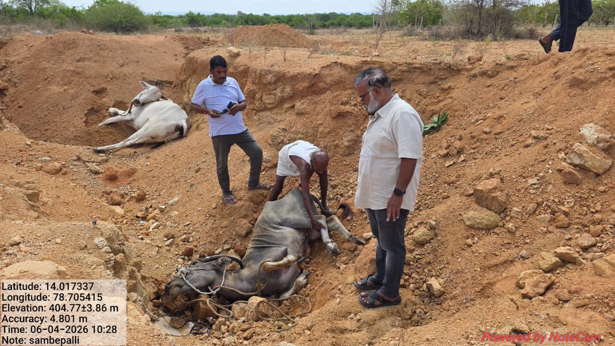 gaugyan's tweet photo. URGENT | Thambala Palli PS and Pedda Mandyam PS
Annamayya Dist, Andhra Pradesh

One week after 10 large containers involved in organised, rampant, large-scale cattle trafficking to Kerala for slaughtering purposes were intercepted under Tamballapalli & Pedda Mandyam PS limits, 510 rescued Gauvansh/buffaloes are reportedly still tied 24/7 at a private mango farm.

With extreme heat, no proper shelter, limited fodder/water and cruel confinement, 8–10 have already died and the death rate may increase rapidly.

Police must urgently file the seizure report, prevent any release/exchange, and rehabilitate all rescued Gauvansh/buffaloes to registered gaushalas already shared with authorities.

@PMOIndia @HMOIndia
@APPOLICE100 @AndhraPradeshCM @dgpapofficial @AnnamayyaPolice @ndtvindia @ZeeNews @aajtak @republic