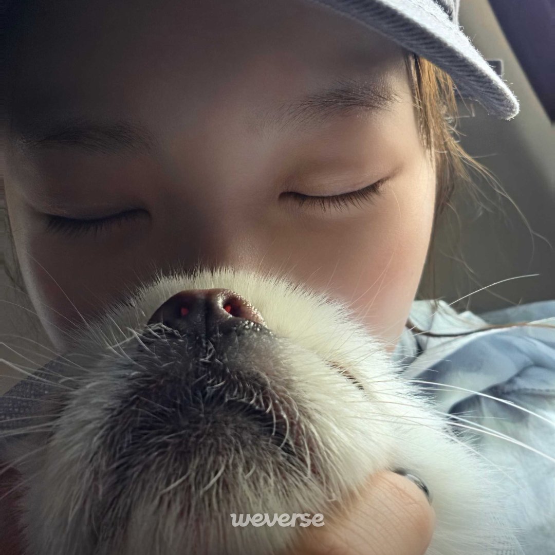 agicheetah's tweet photo. chaewon with shiro from weverse dm special gift event 🥹💕 https://t.co/uklw5lxmrD