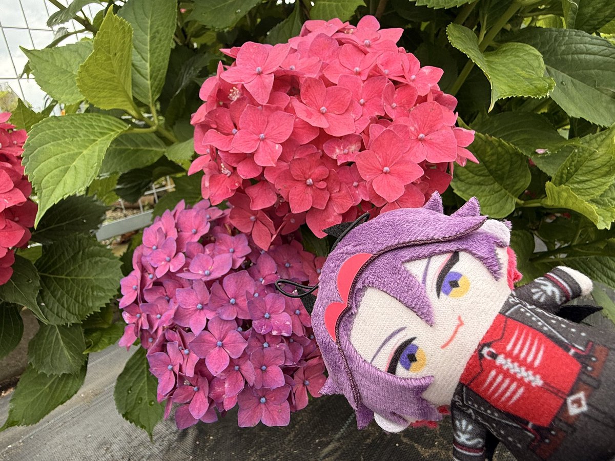 色合いが最高にマッチした紫陽花🫶💠❤️🩷 #ぱぺぬいおhiroめ会場
