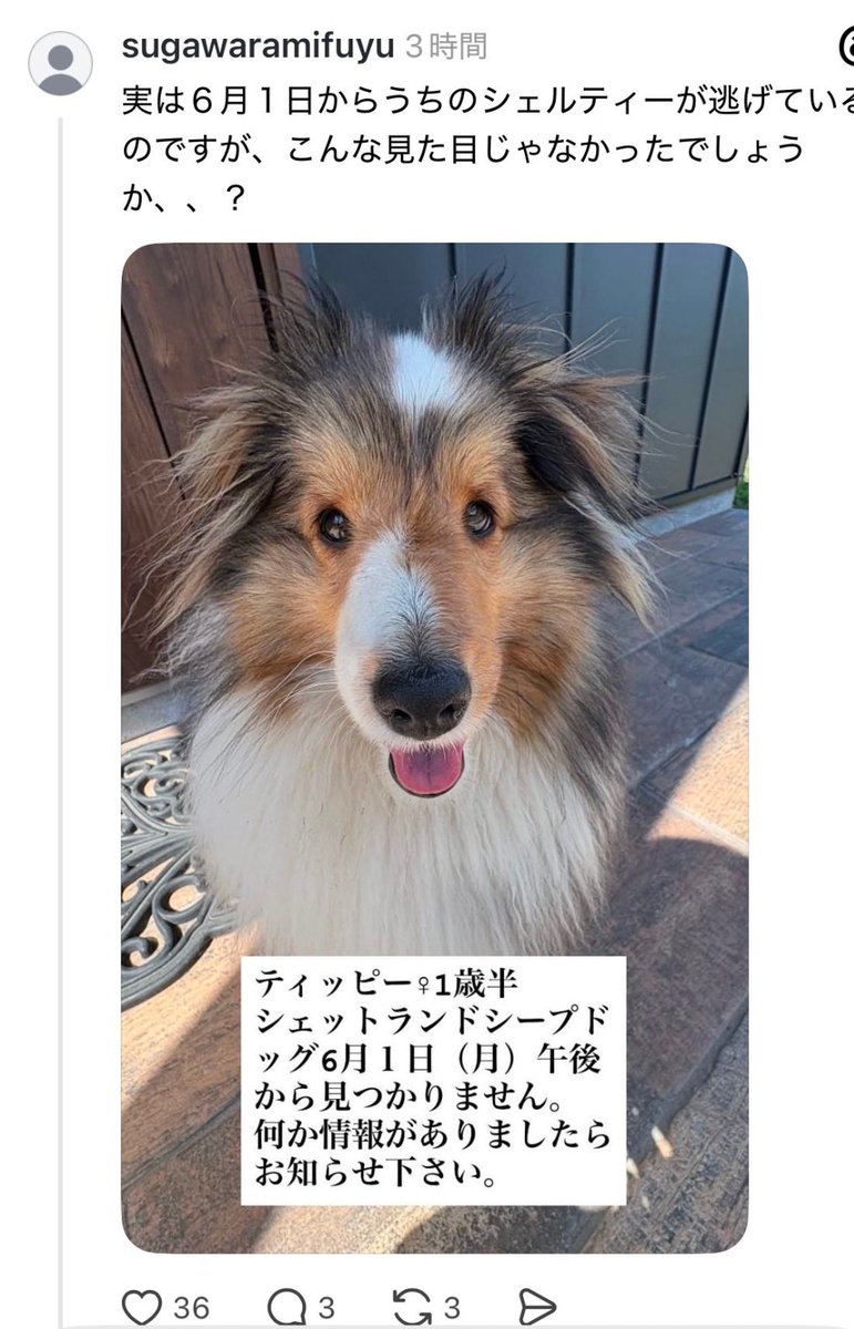 ZP41nxbA69Uw9yZ's tweet photo. 士別市上士別町で6月1日から行方不明になっているシェルティちゃんがいます。
迷子のペットデータベースに動画や飼い主さん情報が出ています。

旭川の大雪通りで目撃情報あったそうです。 https://t.co/LYUqidSbWU
