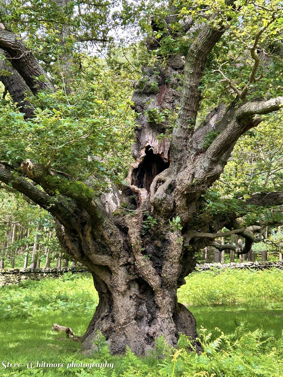 stevewhtmr's tweet photo. #ThickTrunkTuesday #Bradgateparktrees  ￼
“In nature, nothing is perfect and everything is perfect. Trees can be contorted, bent in weird ways, and they’re still beautiful.” 
— Alice Walker https://t.co/PhEuqli8SK