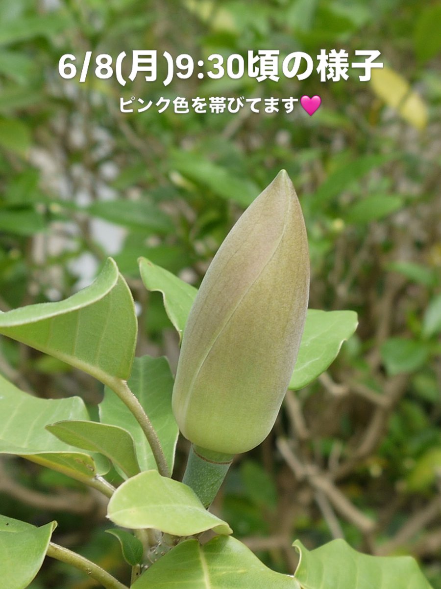awajibotanicalG's tweet photo. 淡路島で2000年に開催された「国際園芸博覧会」を記念し、 中国・雲南省から贈られた紅花山玉蘭。

本日開花見込みです！！

夕方に匂いたち、わずか15分で開花し散り始める
―この奇跡、お見逃しなく！

#淡路島 #植物園 
1990--2000--2004-- #GREENEXPO2027 https://t.co/AT3eHHhhtV