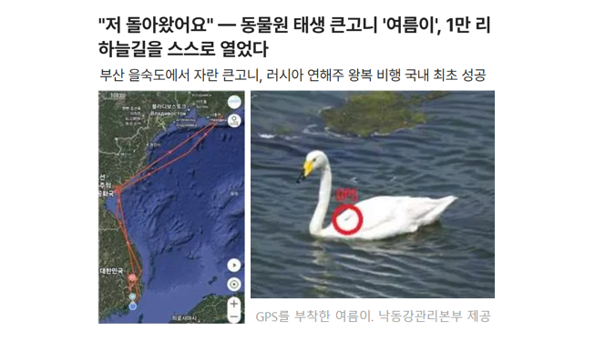 aniko_welfare's tweet photo. "(1996년 사냥꾼 총에 날개를 잃어 에버랜드에서 살게 된 수컷 큰고니 '날개'의 새끼 '여름이'는 2023년에 태어났고) 을숙도 물새류 대체서식지로 옮겨졌다. 낙동강하구에코센터가 운영하는 이 공간에서 여름이는 야생 적응 훈련을 받기 시작했다."(기사읽기: https://t.co/IH8keDcSXI) https://t.co/WX4LT8zmvD