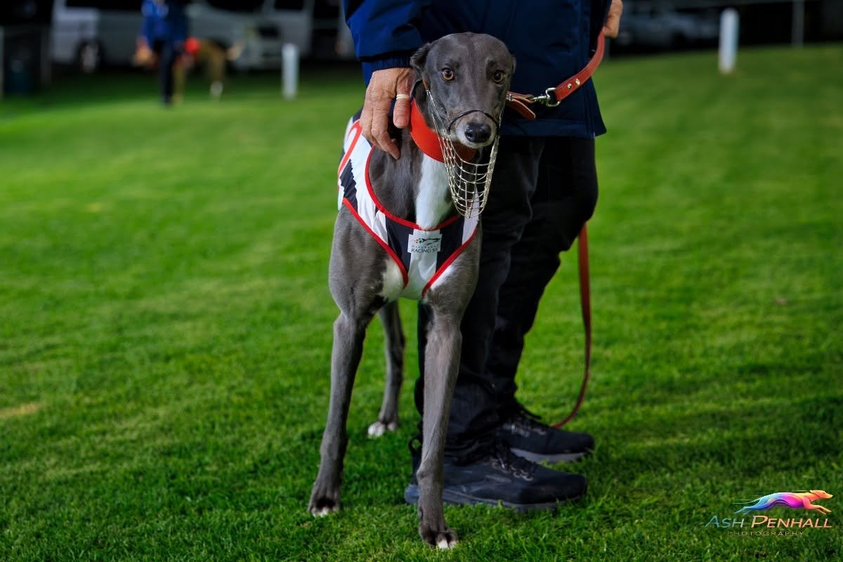 TheDogsSA's tweet photo. Fine conditions and a strong Sunday crowd set the scene for an entertaining 10 race card at Gawler, where several trainers celebrated multiple victories. At the same time, Susan Schadow achieved a memorable career milestone with her 1st winner as a trainer.

More here: https://t.co/TKKRGVjoXi