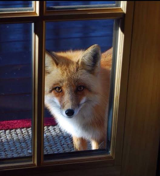 PreyedVulpine's tweet photo. I might have… misled the truth. Stream is happening today but I may be a couple of minutes late. I was an idiot and locked myself out and now I need to wait to be let in. :( https://t.co/3AXxkK2RZl