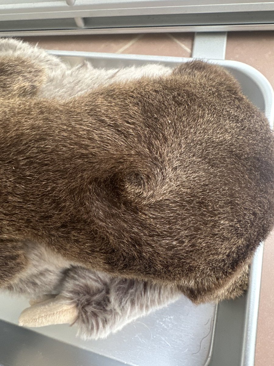 neopark754's tweet photo. 【ナマケモノ成長記録】2026/5/1📷(生後38日)
これなーんだ🌀

正解は、、、
ナマケモノ赤ちゃんの背中の「つむじ」でした😆
飼育スタッフの推しポイントです❤️（たな）

#ネオパーク　#フタユビナマケモノ https://t.co/zIwPArtBtU