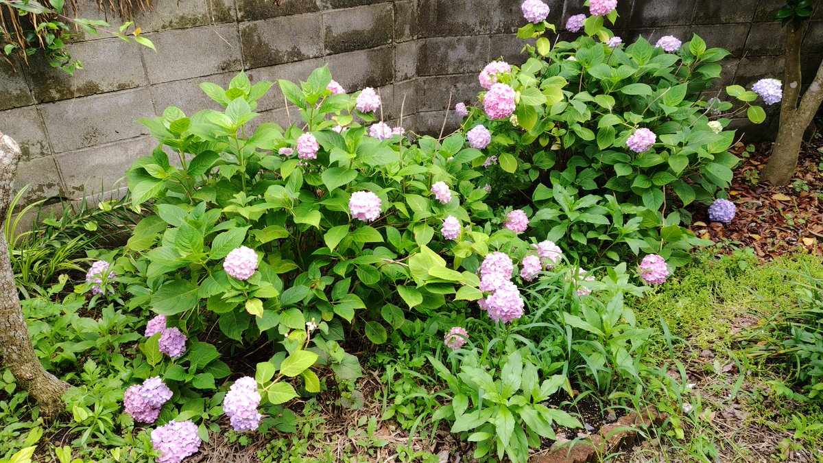 MrBlueCross's tweet photo. 6月9日
兵庫県神戸市西区
自宅の紫陽花　その1
#デシンジャー紫陽花フォト2026 https://t.co/bHmPfYSaRS