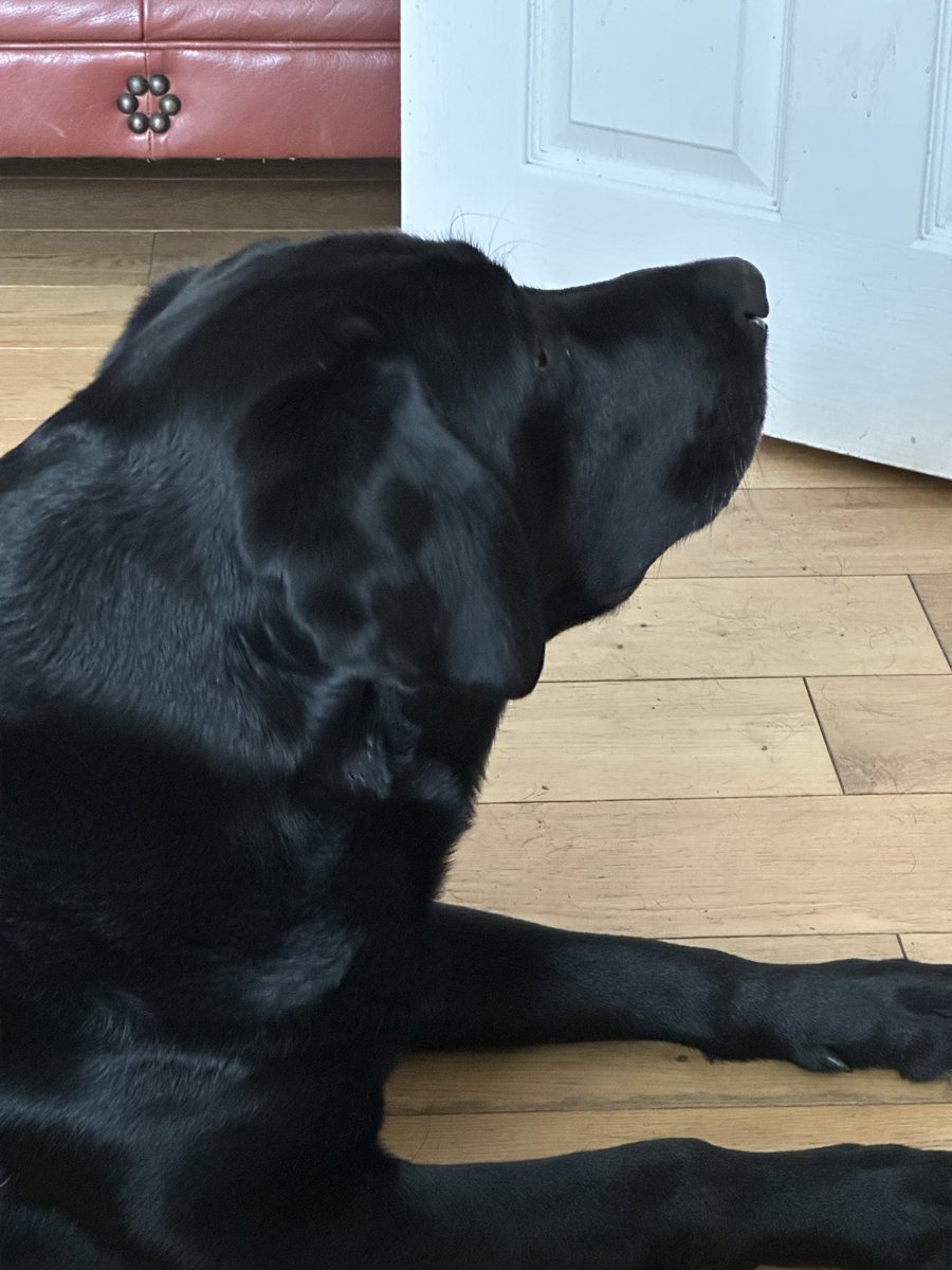 nellandsara's tweet photo. Sara has a horrible dream about Giant Lab Dave running away and Chocolate Lab Harriet refuses to come downstairs. 

https://t.co/GqVDfsI9mC

#dogs #labs #dreams https://t.co/0KrCCmT1mk