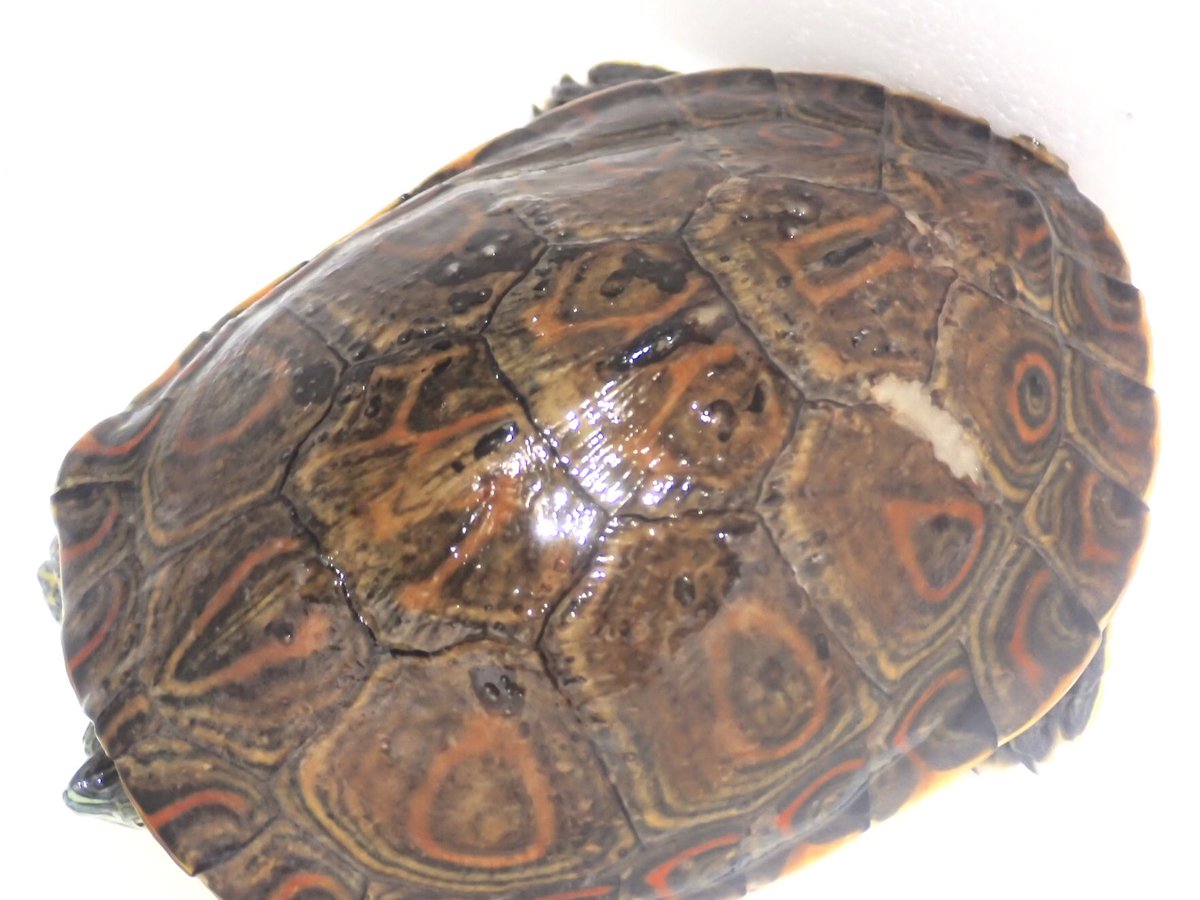 bugbug_bugs's tweet photo. クジャクガメ sp. 
メキシコシティ WC 

非常に珍しいワイルド個体のクジャクガメです。今回入荷したメキシコシティ産の個体は全体的に色味が濃く、美しい個体群となっています。

ペア取り可能、画像の２匹のみです。

1匹 ¥35,000

お問い合わせはメールまたはDMまでお願いいたします。 https://t.co/ABjXOTCsdH