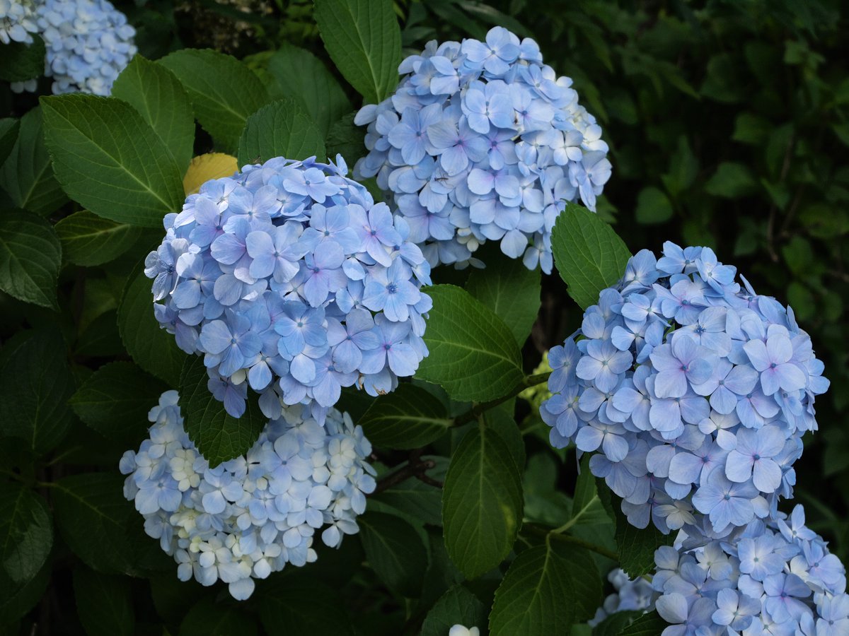 h_tohma's tweet photo. 正覚寺  花菖蒲との共演は紫陽花です。
台風の影響を受けましたが元気です。
#紫陽花
#正覚寺
#LUMIXGF1 https://t.co/tHFpYVBY8v