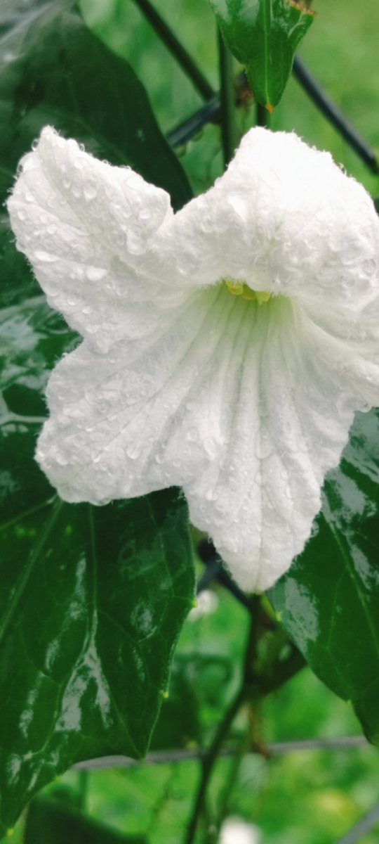 annie20thomas's tweet photo. #theme_pic_India_flowers
Soaked in the rain https://t.co/3Xyov9Ou9E