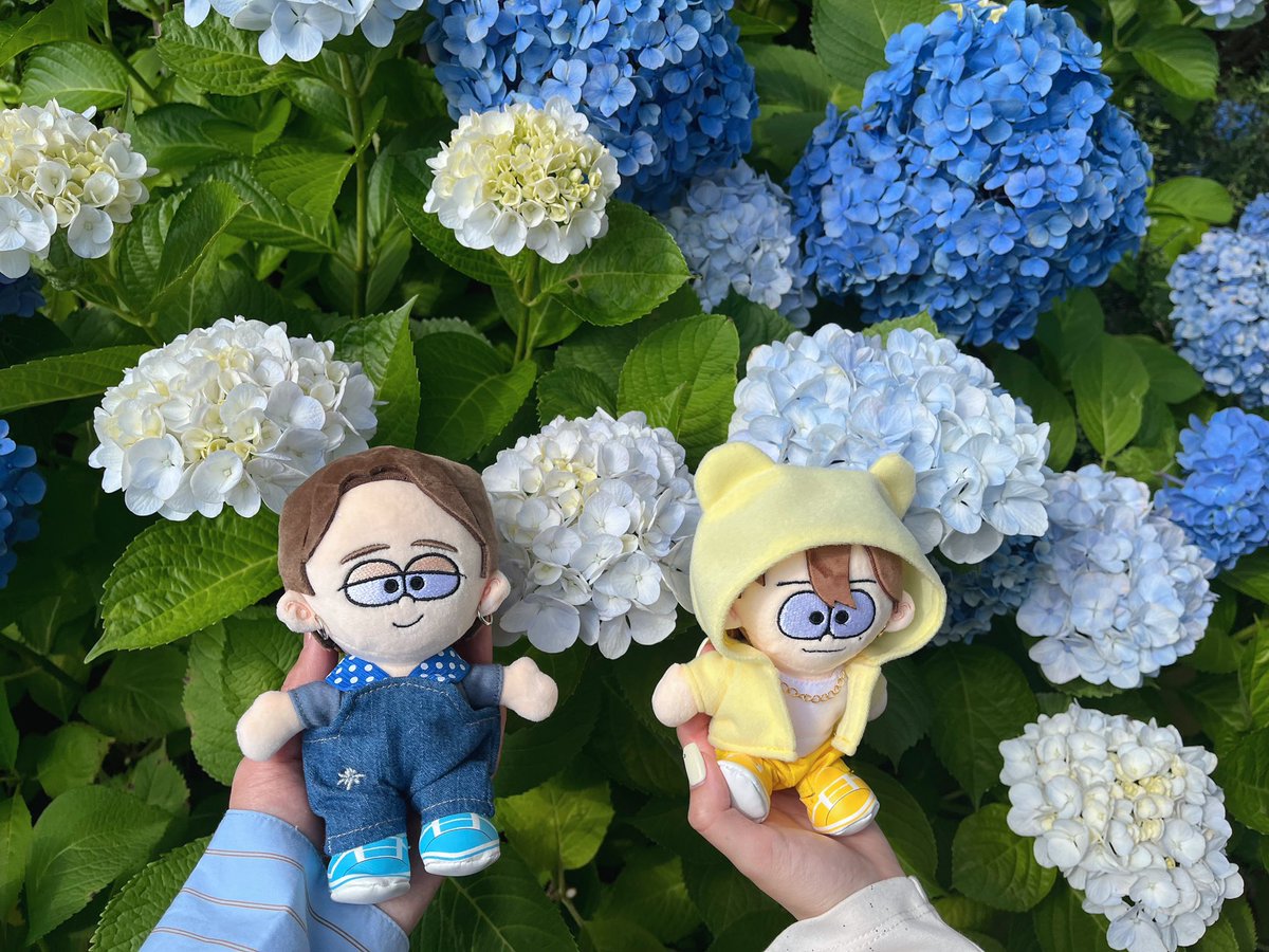 1231__tm's tweet photo. てらしゅと にのしゅと ひ〜てら （わたしたちしか使わないであろう呼び方）と、すきな人たちのことをお話しするのも聞くのもたのしくてとっても愉快な1日だった〜〜☕️🔆紫陽花とぬい かわいくて何度も見ちゃう𖧷 𓂃 𓈒 https://t.co/Vjr0fNQiwu