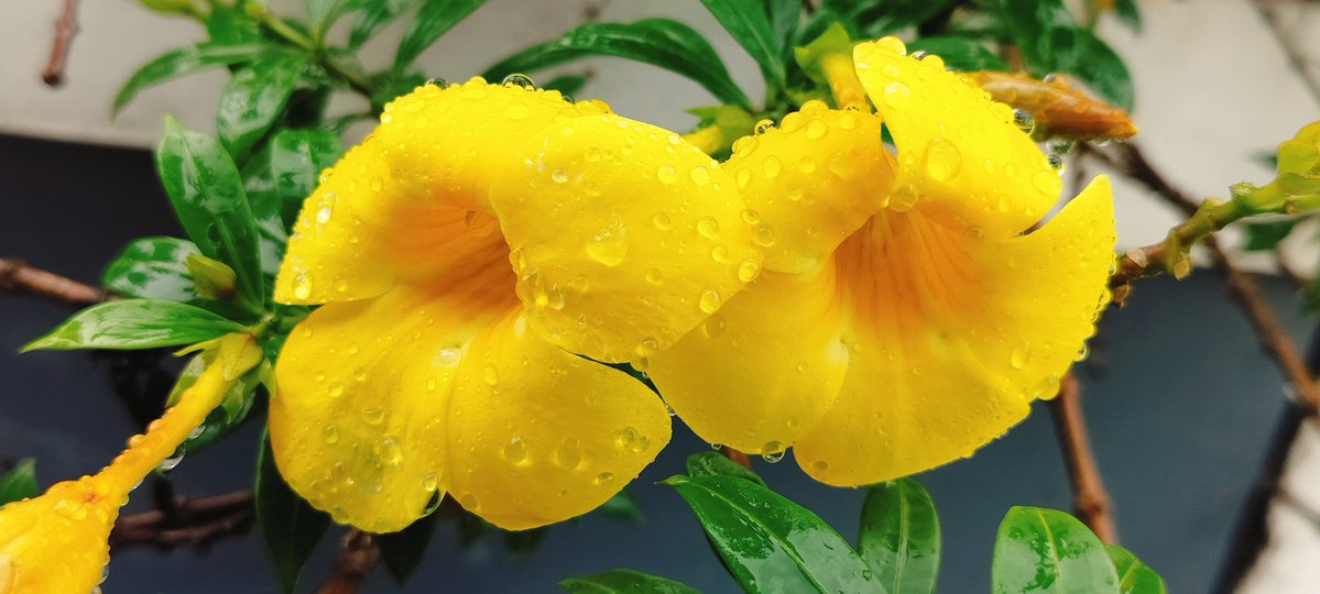 annie20thomas's tweet photo. @2467lee @Theme_pic_India https://t.co/NafMK9dnQm