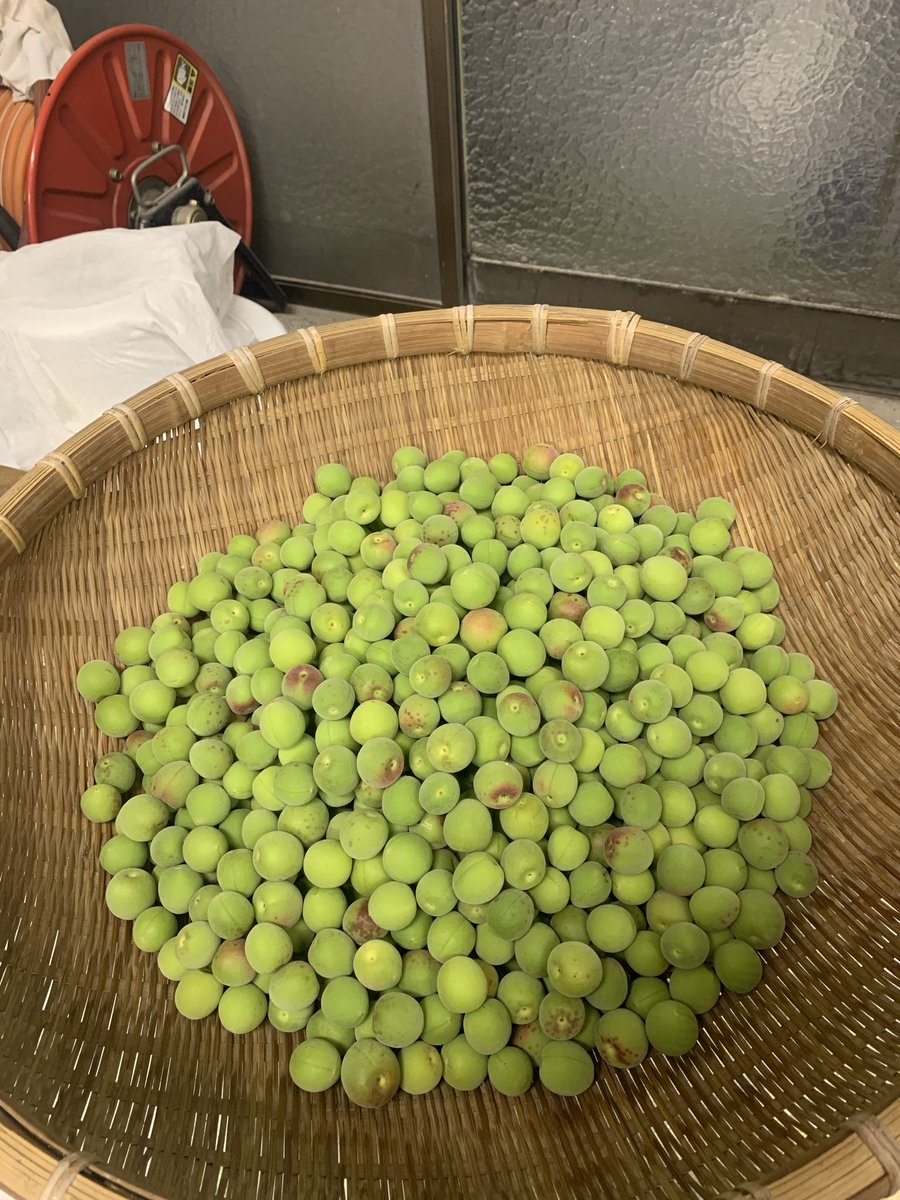 k_d4401's tweet photo. 今年は梅が裏年でかなり不作らしいんよね
だからいつも貰ってる近所の人には欲しいと言えず、初めてメルカリで梅を買いましたw
信州産小梅5㎏:3700円也
これなら全然綺麗だしお礼しなくて良いし正解かもね
嫁さんとヘタを取り、焼酎で拭いて、塩分15%で漬けました
さて、上手く行きますかどうか
#梅干 https://t.co/lD0DDoow3X