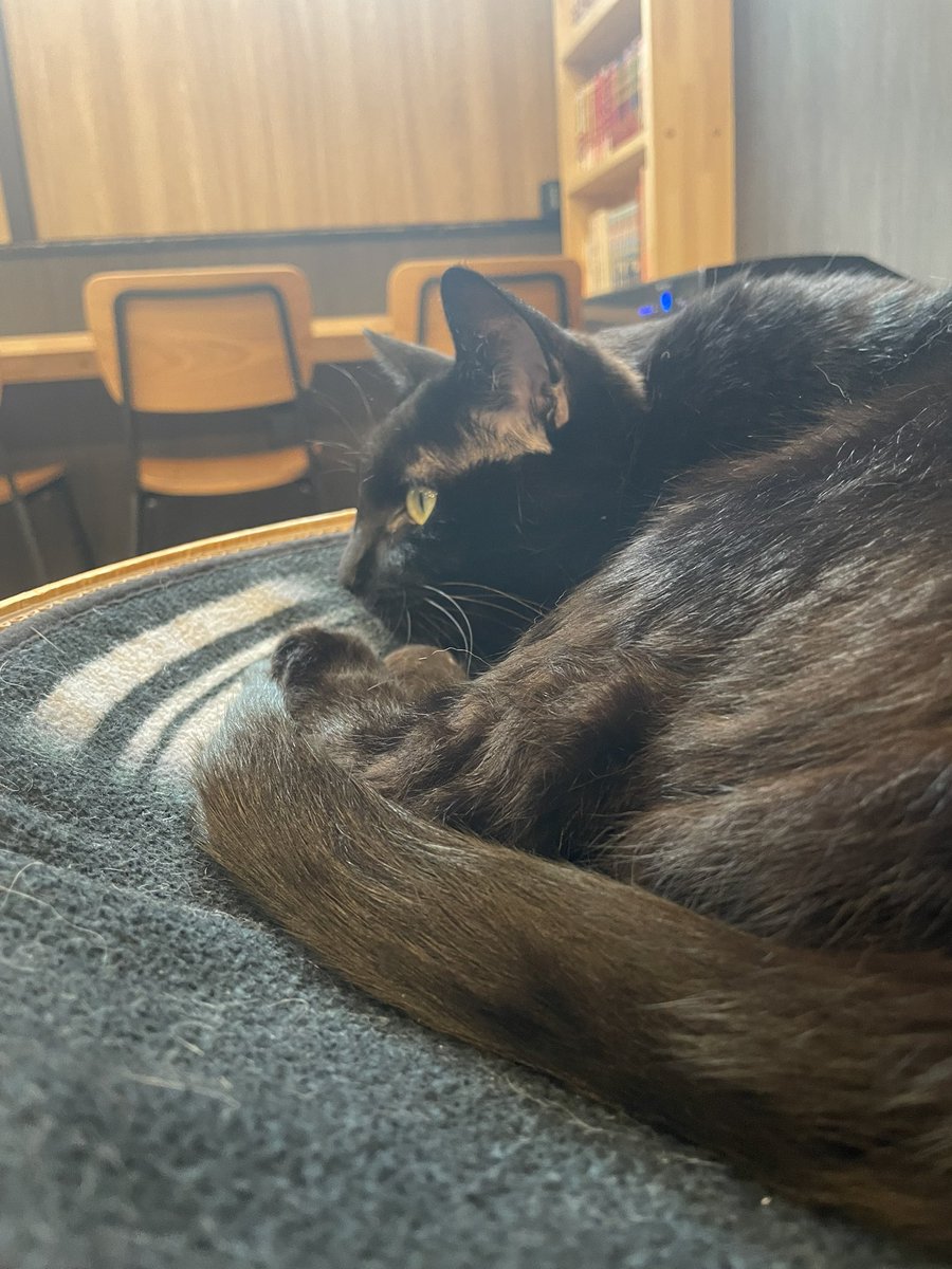 hoi_45's tweet photo. 猫可愛かった https://t.co/Y2Av3Yak02
