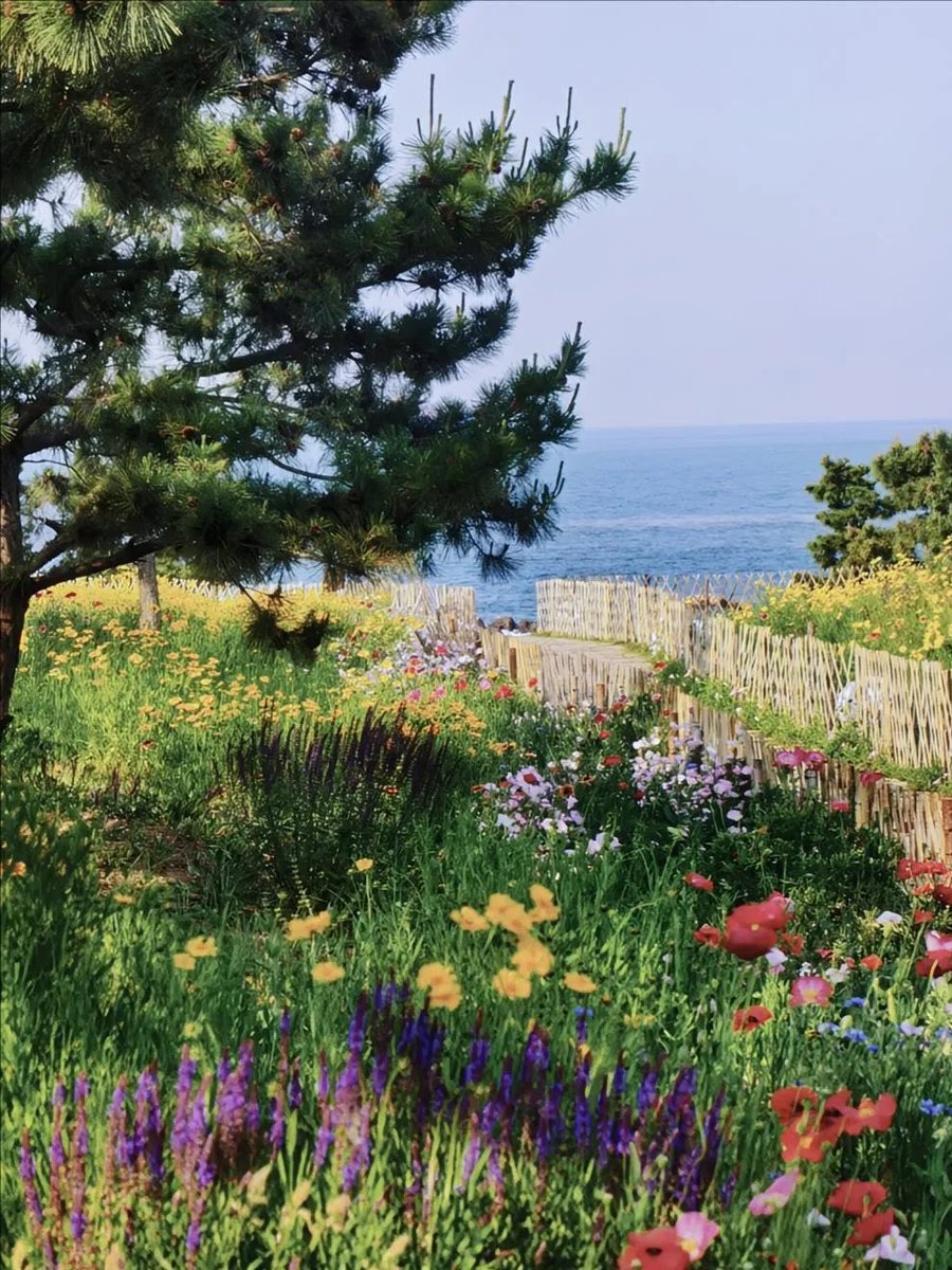 VisitQingdao's tweet photo. A FlowerFramed Path to the Sea in Qingdao
Summer at Xiaomaidao is a scene you’d only find in a manga — gentle slopes covered with daisies and wildflowers, grassland stretching all the way to the coastline. The breeze is sweet, carrying the scent of flowers and sea salt. https://t.co/f3PcLaWU3l