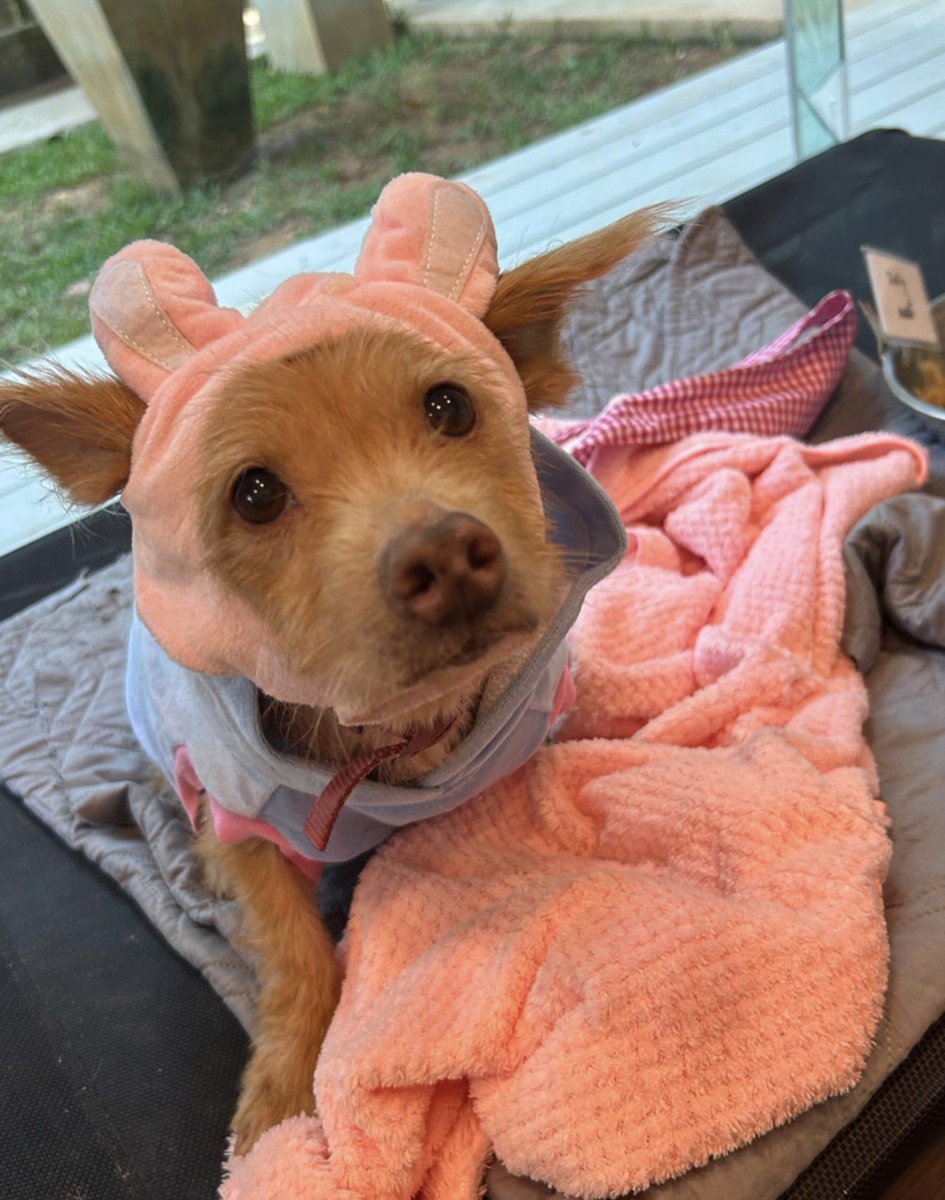 NiallHarbison's tweet photo. We built Dolly back up into a healthy and happy dog. 

She was so small she became our office dog but she was about to get a very special home… (4/6) https://t.co/Evszkgc7cZ