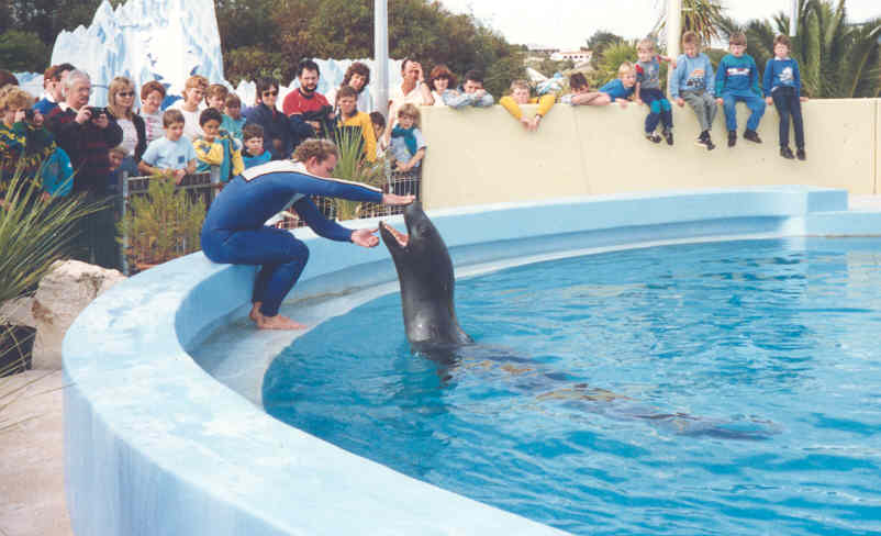 LSealArchive's tweet photo. Nessie the leopard seal performing.
Atlantis Marine Park, 1987.
(c. Newzooboy on ZooChat)

#LSnessie #AtlantisMarinePark https://t.co/SVN2BRDZET