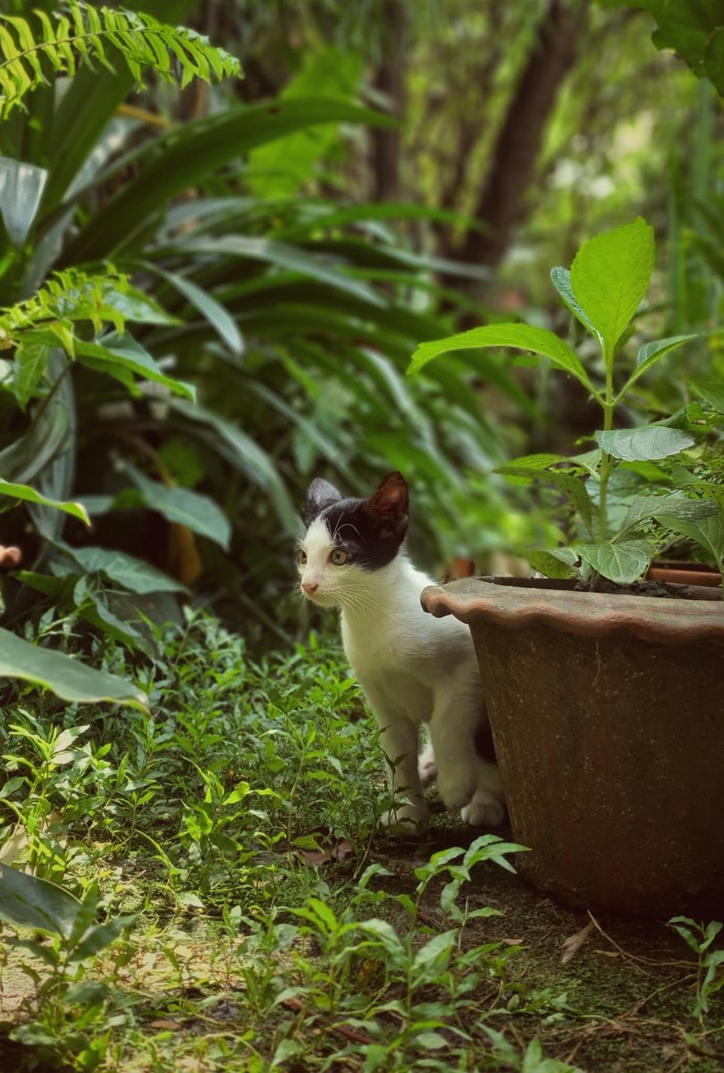 noontalks's tweet photo. She was such a menace three years ago, and still is. <3

#photography #cats #nature https://t.co/YiKg322oDW