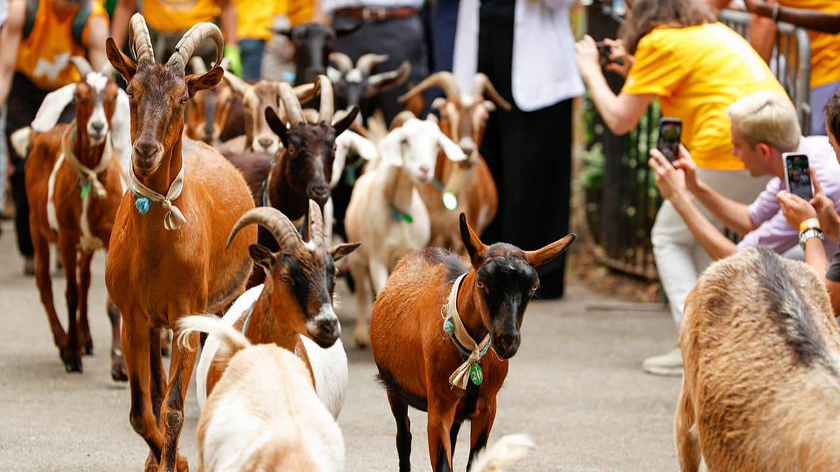 giveashitnature's tweet photo. New York City spends part of every summer renting goats to fight invasive plants. 

Two dozen retired farm goats get trucked in from upstate and turned loose on a two-acre hillside too steep and tangled for human crews to work safely. They go straight for the plants nobody else wants to touch: porcelain berry, mugwort, multiflora rose, English ivy, and poison ivy, which they eat with no reaction at all. 

A goat puts away about a quarter of its body weight in vegetation a day, and the herd grazes the invasives down to the root, again and again, weakening them and making them easier to control.

It isn't a gimmick. Goats reach terrain machines can't, can reduce or even eliminate the need for herbicides in some areas, their droppings fertilize as they go, and clearing the tangle is exactly what lets park staff come in behind them to plant native trees and understory that hold the slope. 

Cities from California to the Carolinas now rent goats to clear brush and cut wildfire fuel.