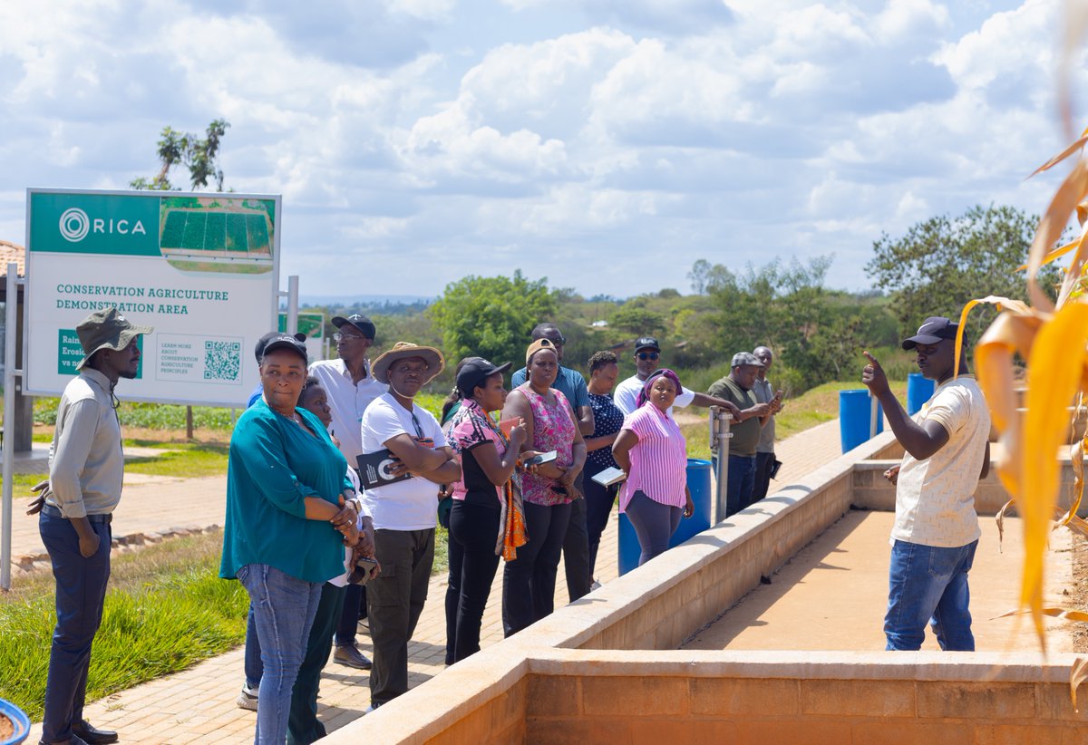 RICA_Rwanda's tweet photo. We hosted a group of Master Trainers from the Canadian Foodgrains Bank  Rwanda yesterday for a Conservation Agriculture (CA) refresher course. During the visit, they observed the practical advantages of CA and learned about our relay cropping research, which aims to improve soil and plant health through effective cover crop management.