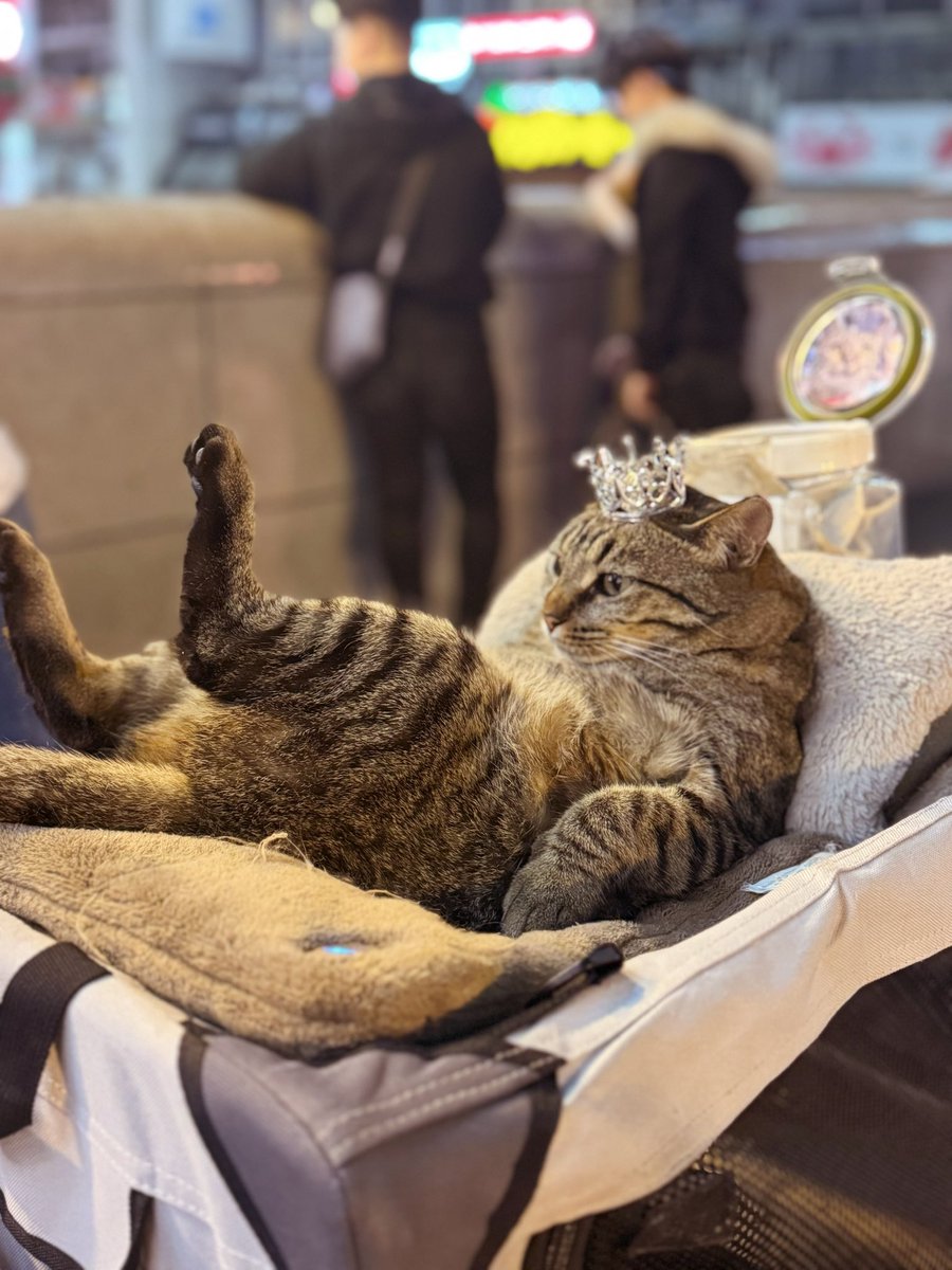 07st_1's tweet photo. 🐈🐾 https://t.co/pNXB6sqgw0