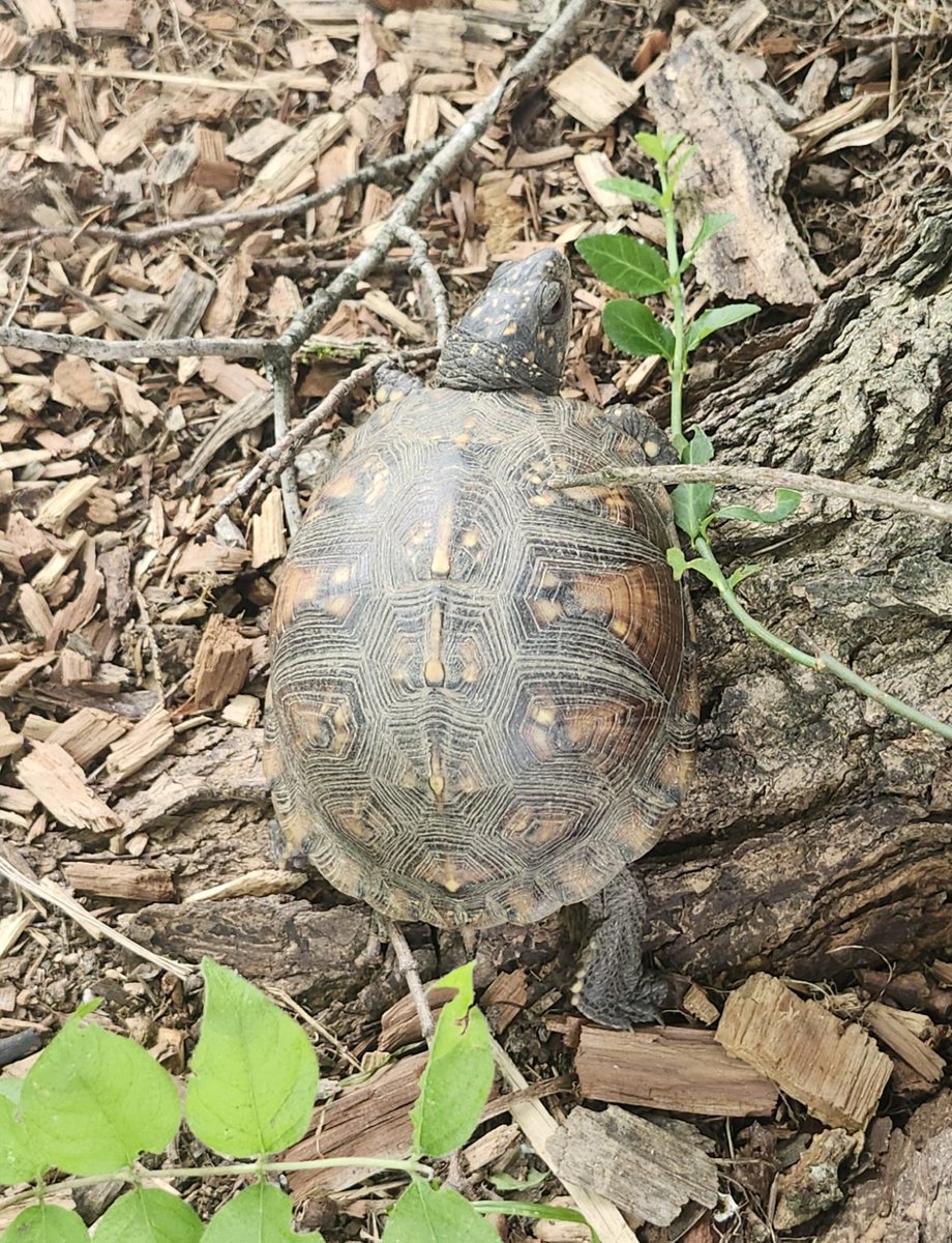 BurbsHomestead's tweet photo. What should we name him? https://t.co/w7w6gshctd