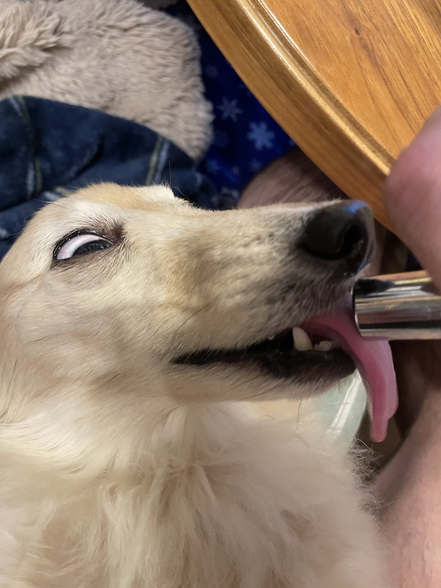 n_uma's tweet photo. お薬飲めて偉い犬。
主人は晩酌後のドカ食いをしないで偉いヒト。 https://t.co/hYJbeDNcQc