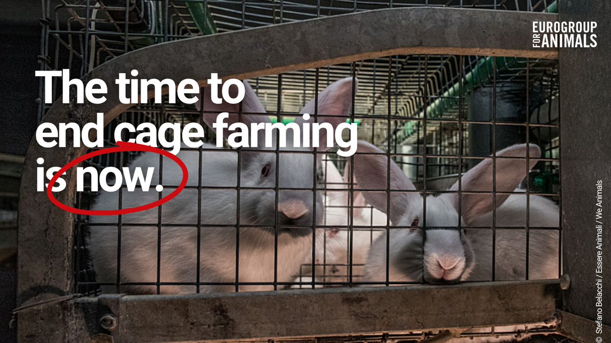 Act4AnimalsEU's tweet photo. @EssereAnimali Public support for ending cages remains strong across Europe.

While the @EU_Commission's commitment to phase out cages is still awaiting delivery, campaigns like this show that citizens continue to demand a cage-free future for farmed animals. https://t.co/AqIF6VxiRa