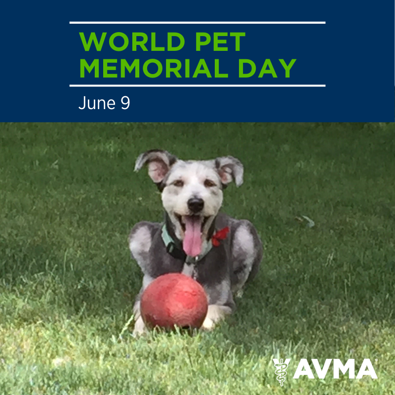 AVMA (American Veterinary Medical Association) tweet media