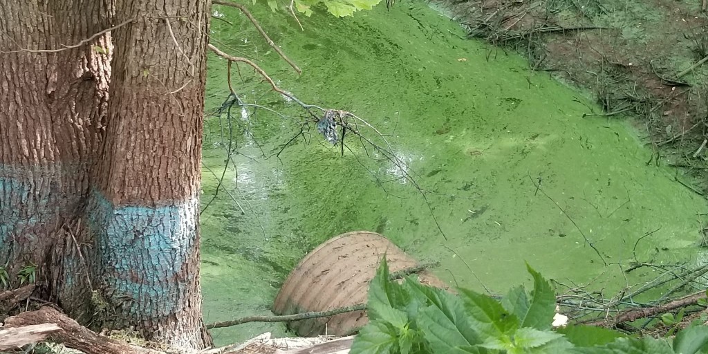 mostateparks's tweet photo. #HarmfulAlgalBlooms are here due to warm weather &amp; pollution. What looks like green slime could be cyanobacteria— toxic to humans, pets &amp; livestock.

Don't drink or swim. Keep pets away. Can look like foam/scum &amp; turn green, blue, red or brown.
Report it  https://t.co/8msNXQzeZJ https://t.co/Pilv9geZO6