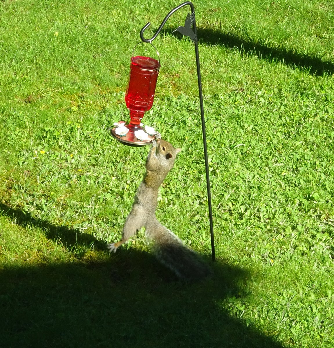 Chrissy_24's tweet photo. Squirrel calisthenics! 😆💪 https://t.co/WMGVMoIiTb