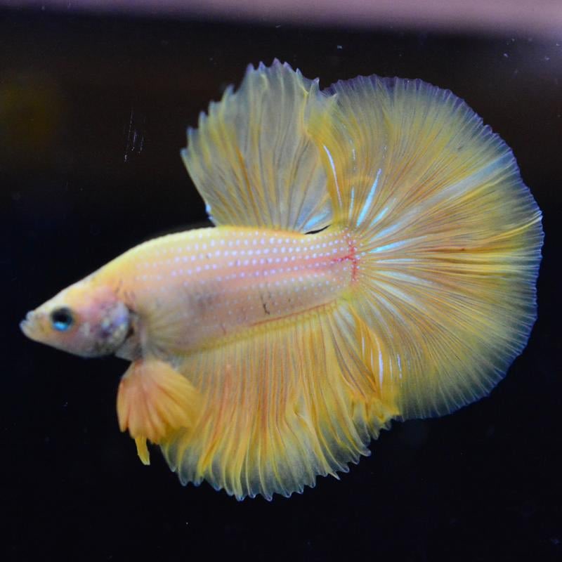 petfish4's tweet photo. 更新しました✨

◆ https://t.co/M9kyGCr8PI ◆

#通販 #ベタ #熱帯魚  #ベタハーフムーン bettafish  #bettahalfmoon ベタ専門店ペットフィッシュ https://t.co/56SLfUNLnA