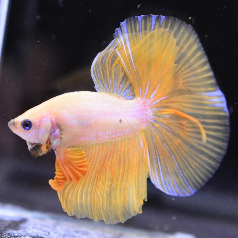 petfish4's tweet photo. 更新しました✨

◆ https://t.co/M9kyGCr8PI ◆

#通販 #ベタ #熱帯魚  #ベタハーフムーン bettafish  #bettahalfmoon ベタ専門店ペットフィッシュ https://t.co/56SLfUNLnA