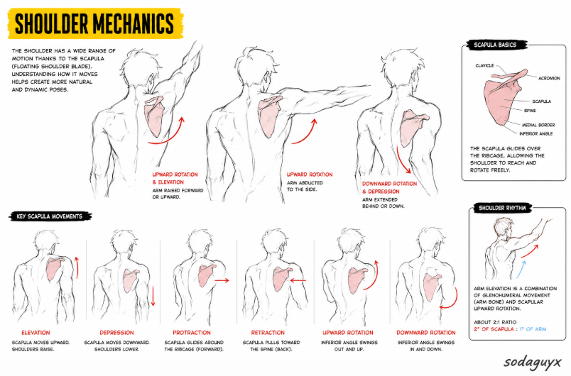shoulder mechanics