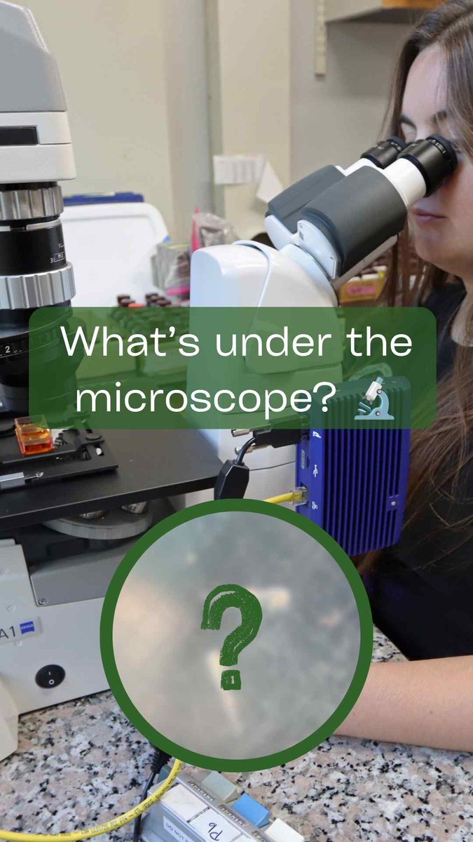 MyFWC's tweet photo. Share with someone who’d enjoy a peek at how Florida hatchery fish begin their journey—under the microscope.👀🐟 https://t.co/sSk7OCLN6y